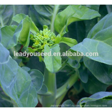MKL02 Cujing горячая продажа семена китайской брокколи, желтый цветок семена kailan 